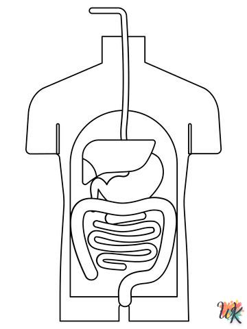 Dibujos para Colorear Anatomía